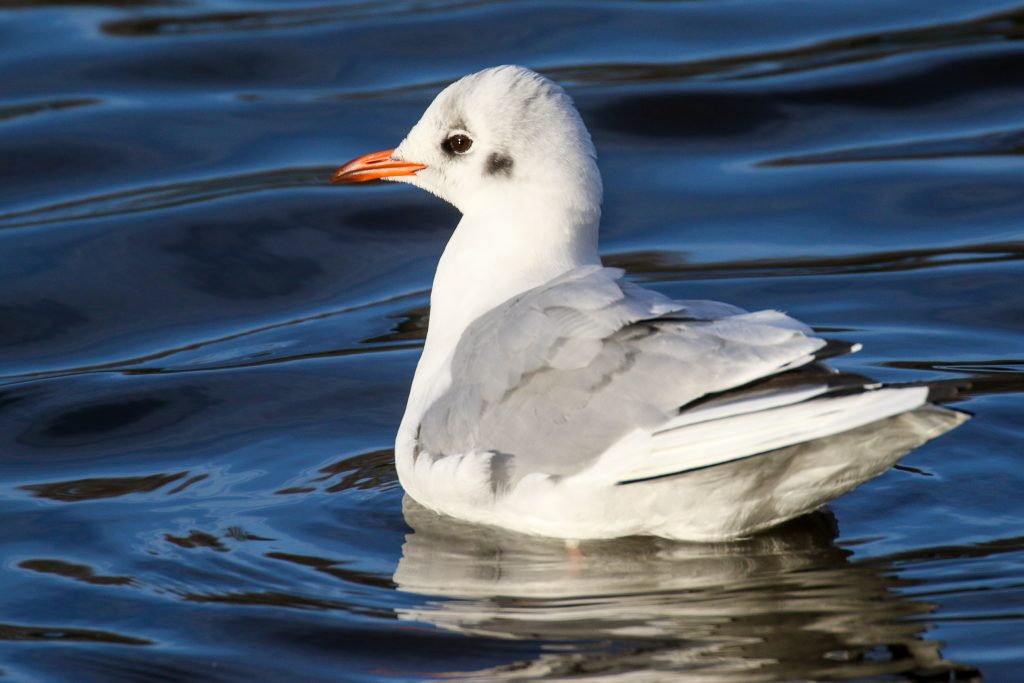 Birding Dublin Basin