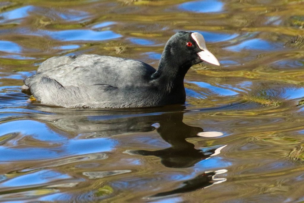 Birding Dublin Basin