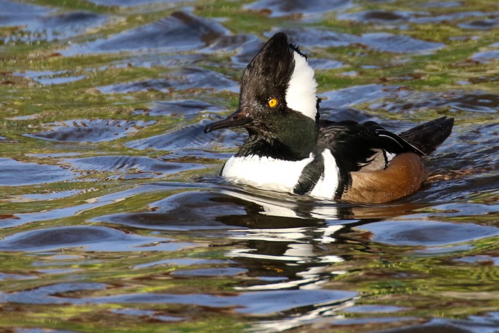 Birding Dublin Basin