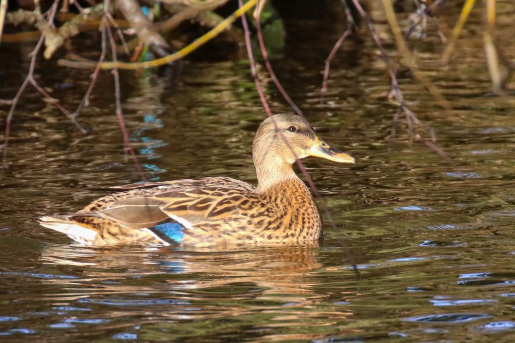 Birding Dublin Basin