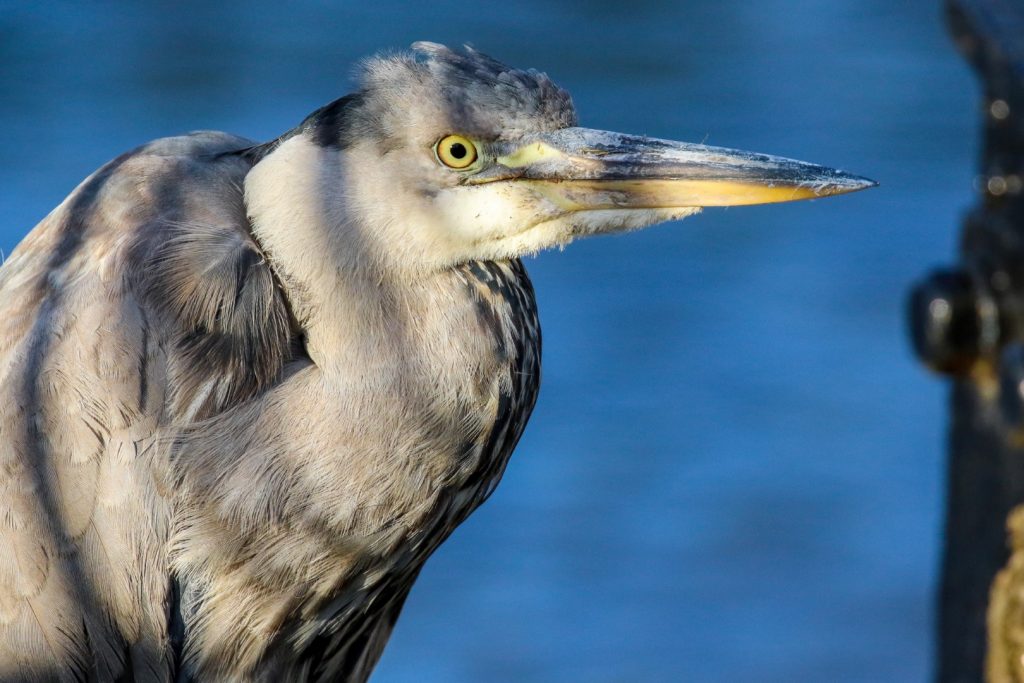 Birding Dublin Basin