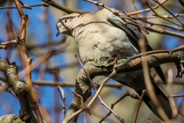 Collared Dove sitting in a tree in winter