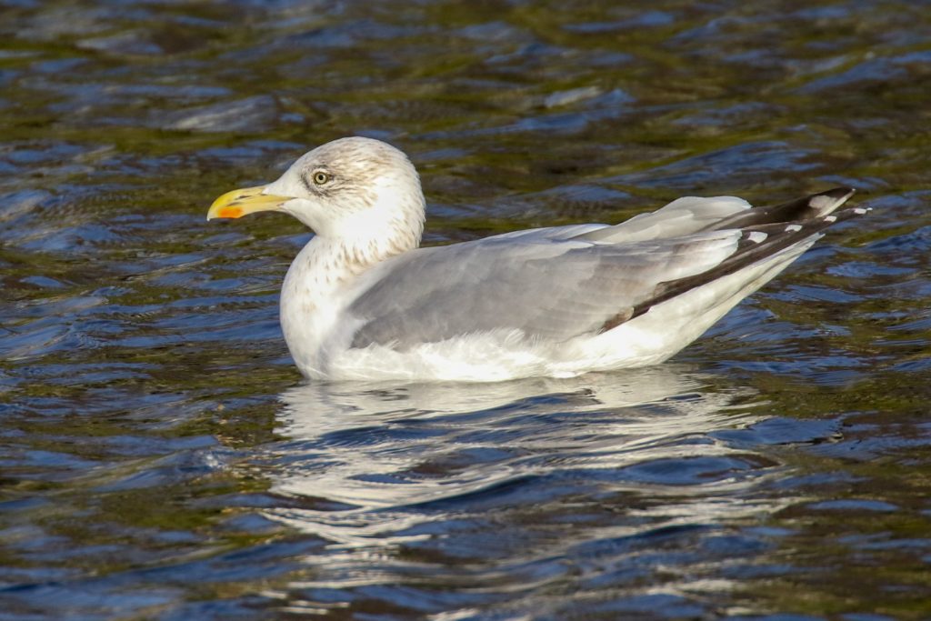 Birding Dublin Basin