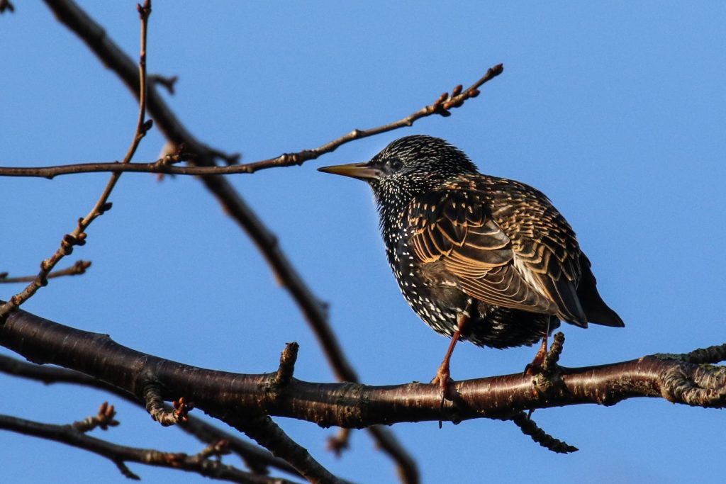 Birding Dublin Basin