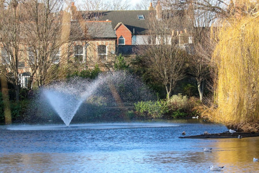 Birding Dublin Basin