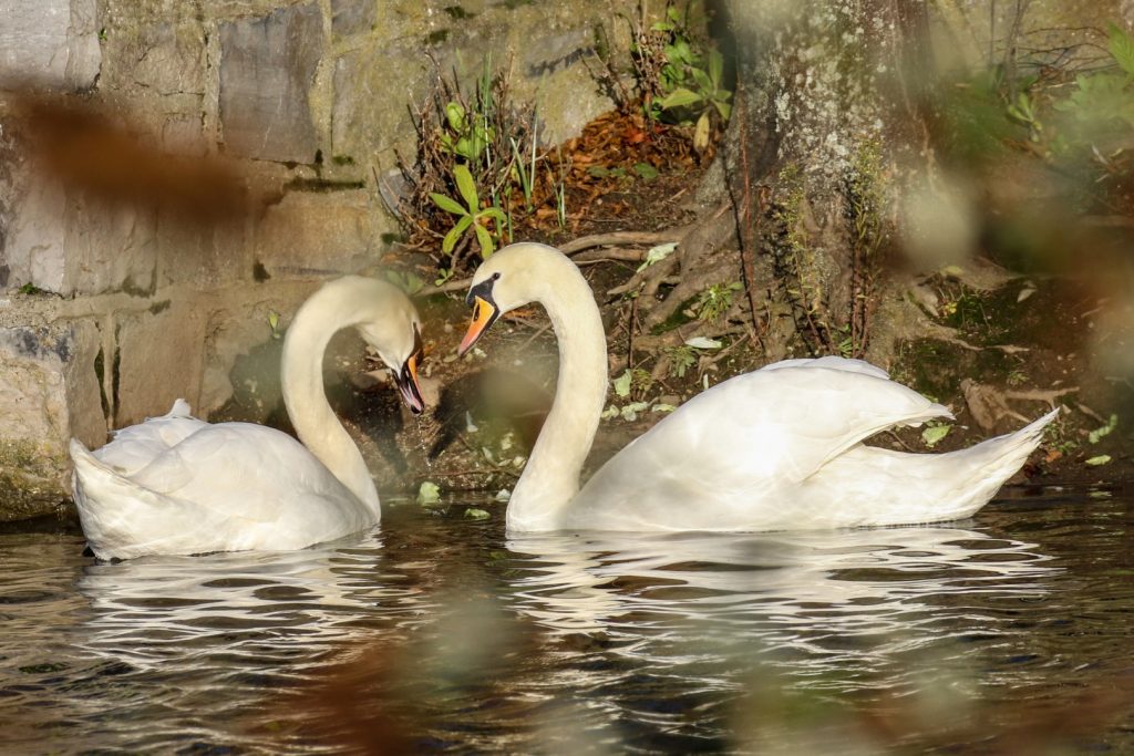 Birding Dublin Basin