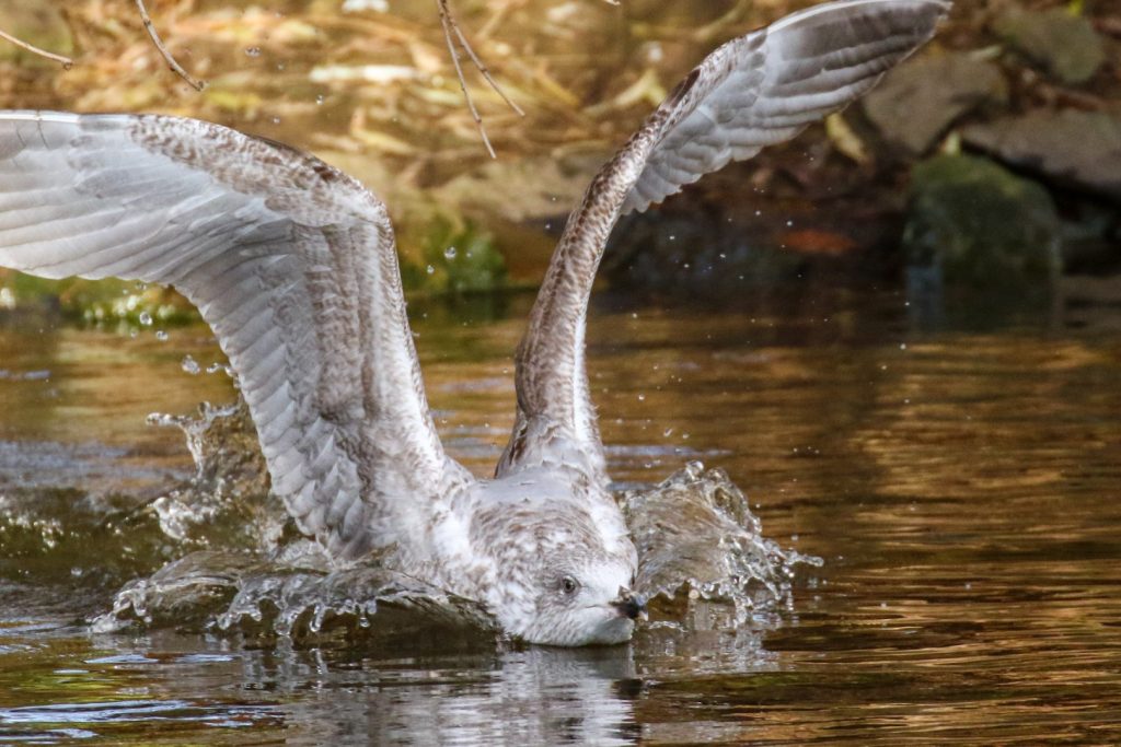 Birding Dublin Basin