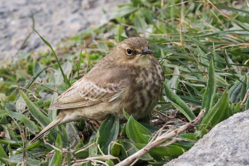 Bird Watching Dunlaoghaire Harbour