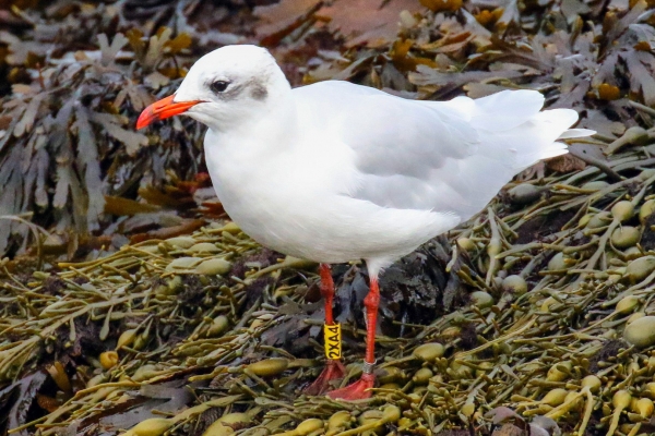 Mediterranean Gull standing on seaweed at Dun Laoghaire Harbour, Dublin