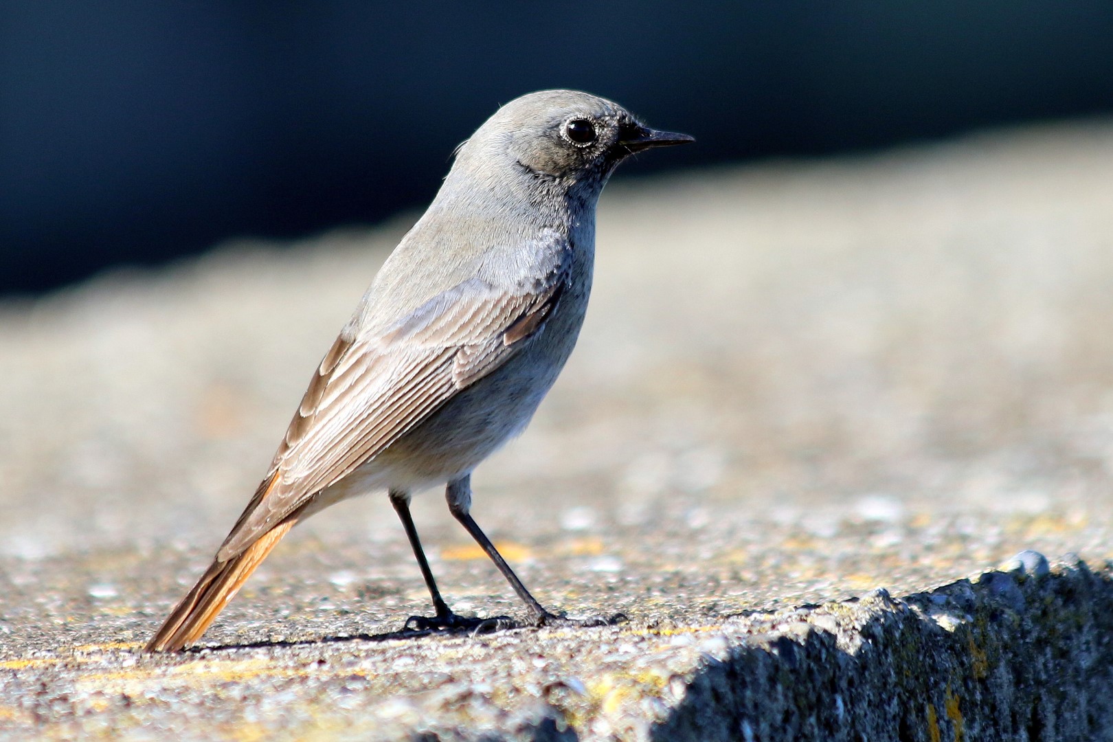 Bird Watching Dunlaoghaire Harbour