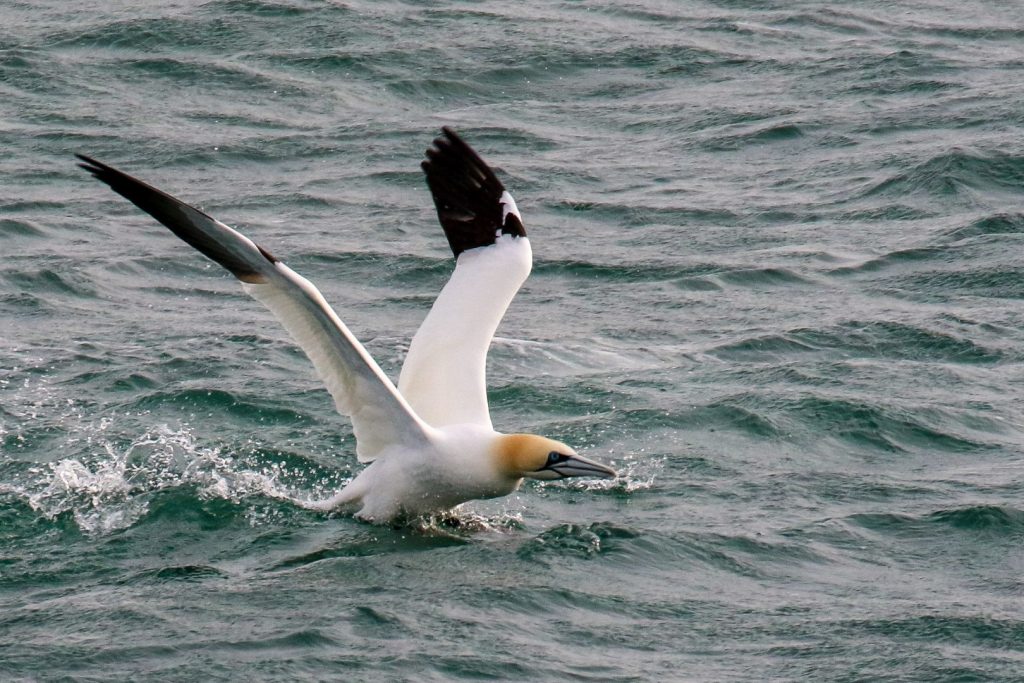 Bird Watching Dunlaoghaire Harbour