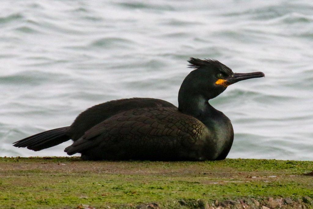 Bird Watching Dunlaoghaire Harbour