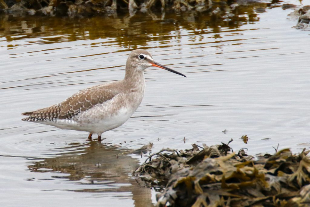 bird watching ireland