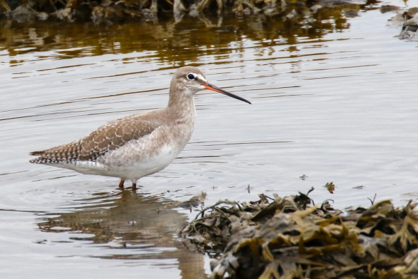 A SPotted Redshank walks in the shallow water of the Castletown River, Dundalk