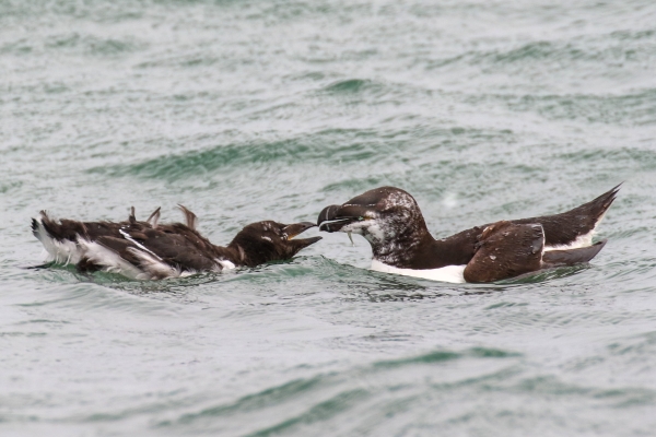 A Razorbill feeds a young bird just off the beach at Newcastle, Wicklow