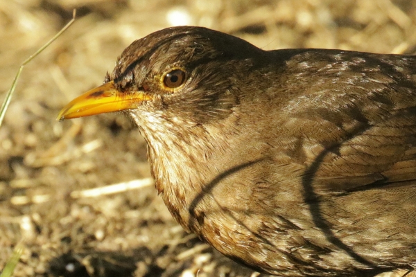 A Dunnock in low evening sunlight at the East Coast Nature Reserve, Wicklow
