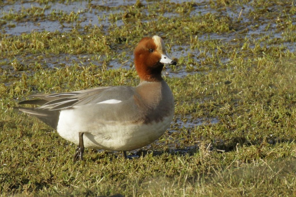bird watching Wicklow