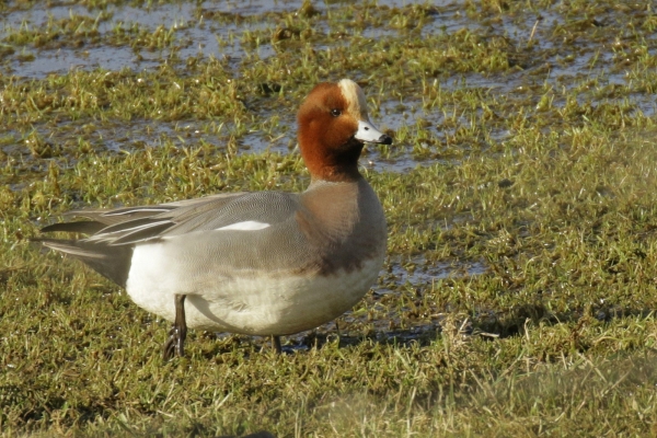 A Wigeon in wet grasslands at Est Coast Nature Reserve, Wicklow