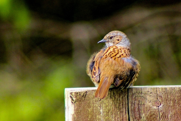A Dunnock sits on a fencepost and looks over its shoulder at the camera