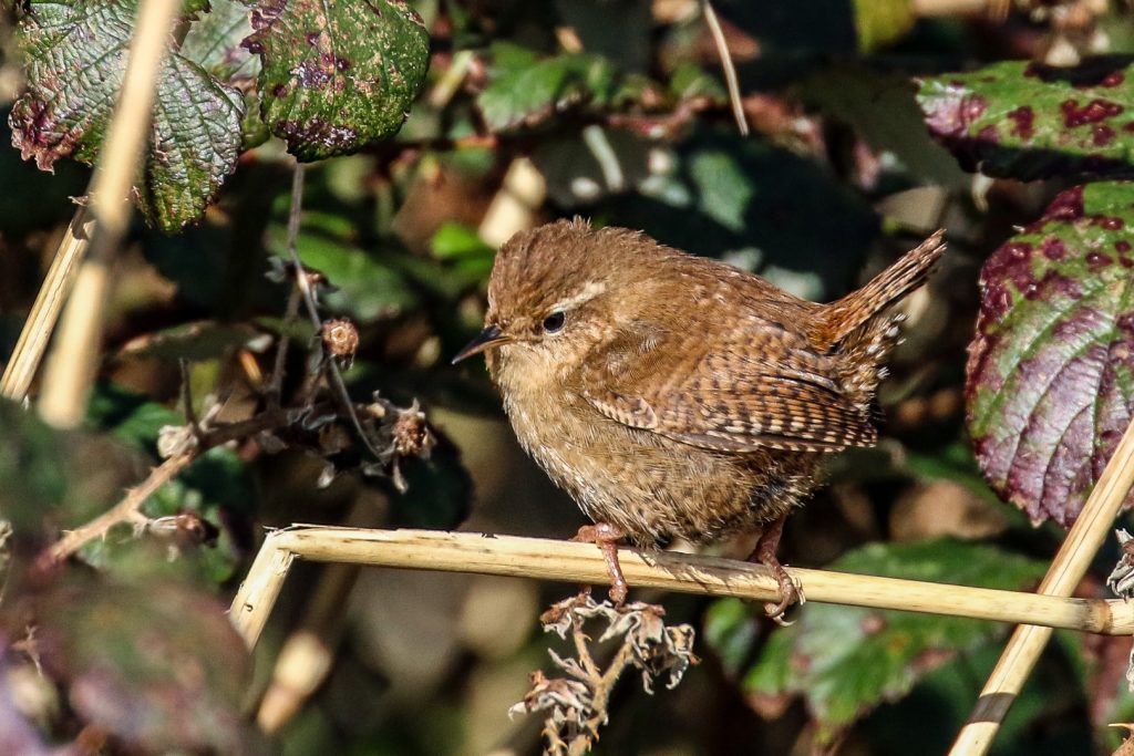 bird watching Wicklow