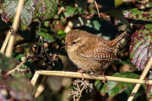 A Wren standing on a broken reed at the East Coast Nature Reserve, Wicklow