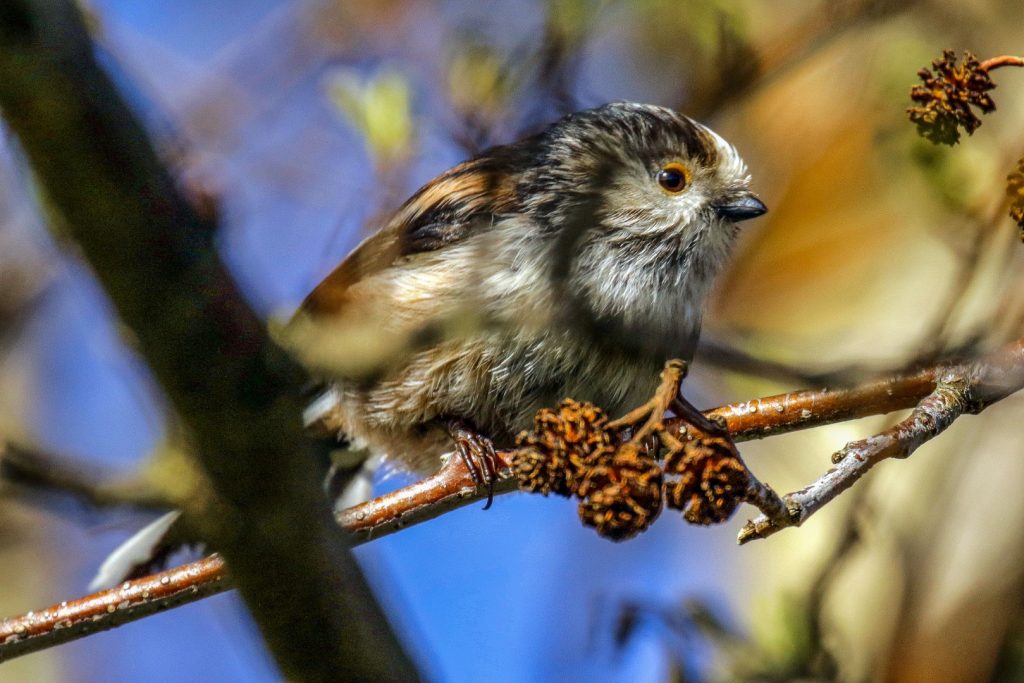 bird watching Wicklow