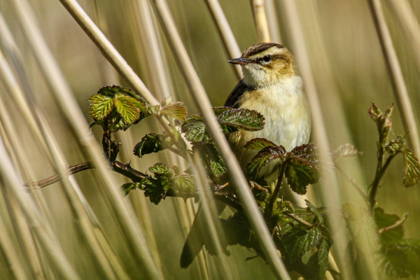 A Sedge Warbler stands on upright reeds at the East Coast Nature Reserve
