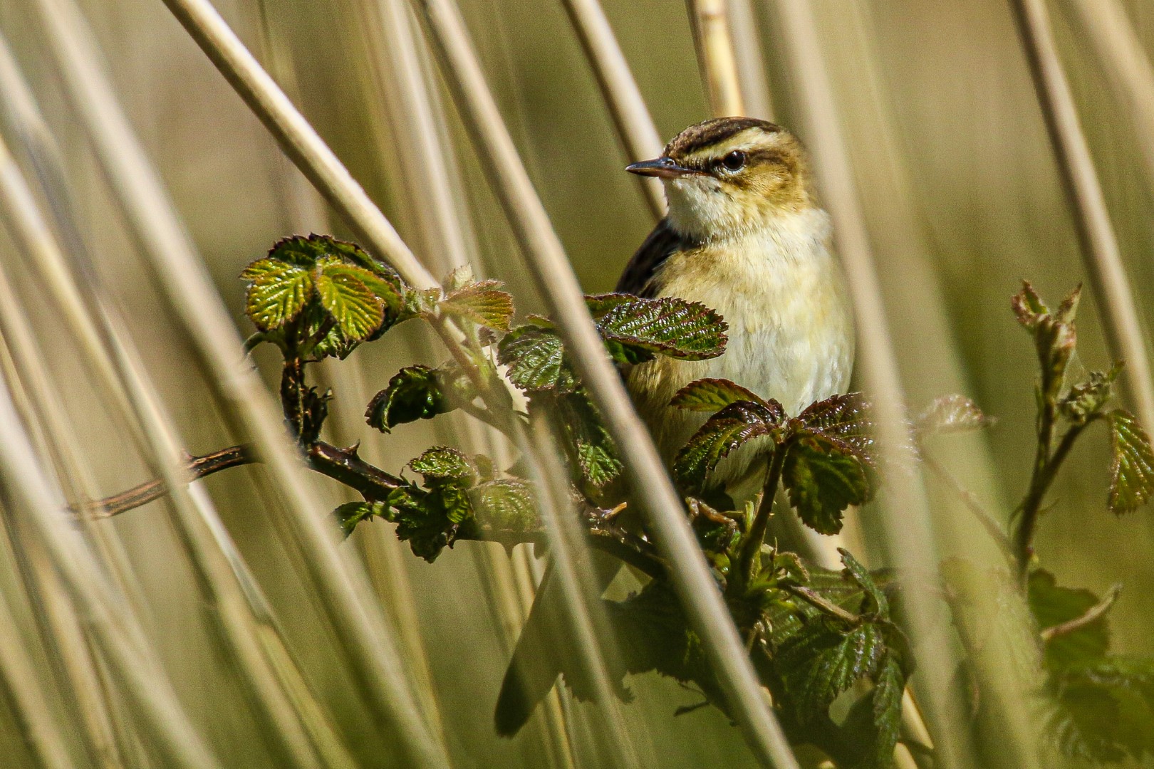 Bird Watching Ireland