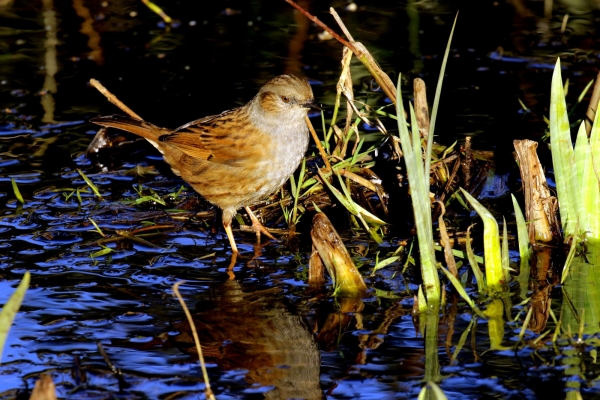 A Dunnock standing in flooded grassland at East Coast Nature Reserve, Wicklow