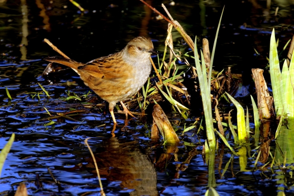 A Dunnock standing in shallow water at the East Coast Nature Reserve, Wicklow