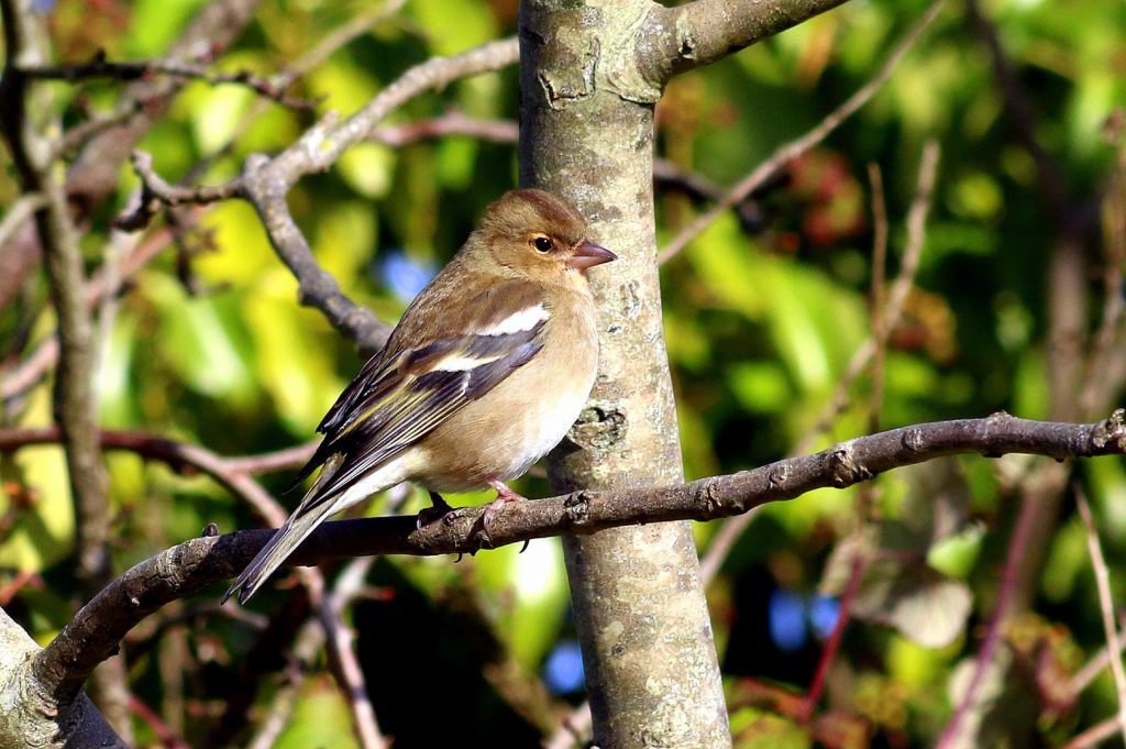 bird watching Wicklow