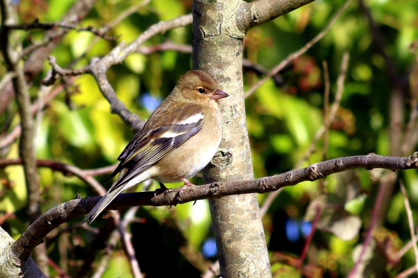 A Chaffinch sits on a tree branch at the East Coast Nature Reserve, Wicklow