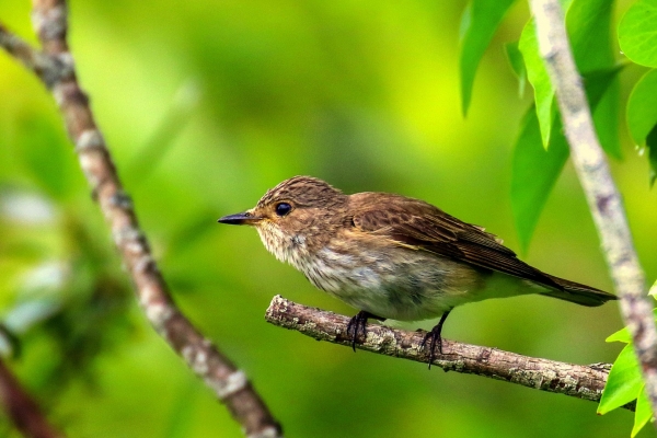 A Spotted Flycatcher perched on a tree branch at the East Coast Nature Reserve