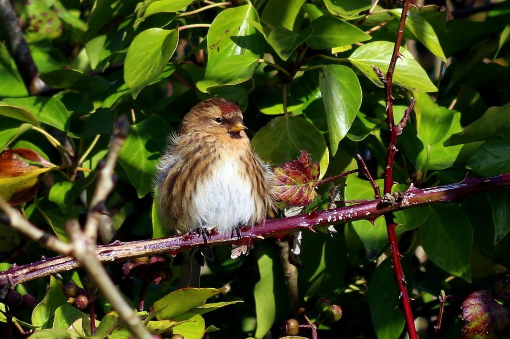 bird watching Wicklow