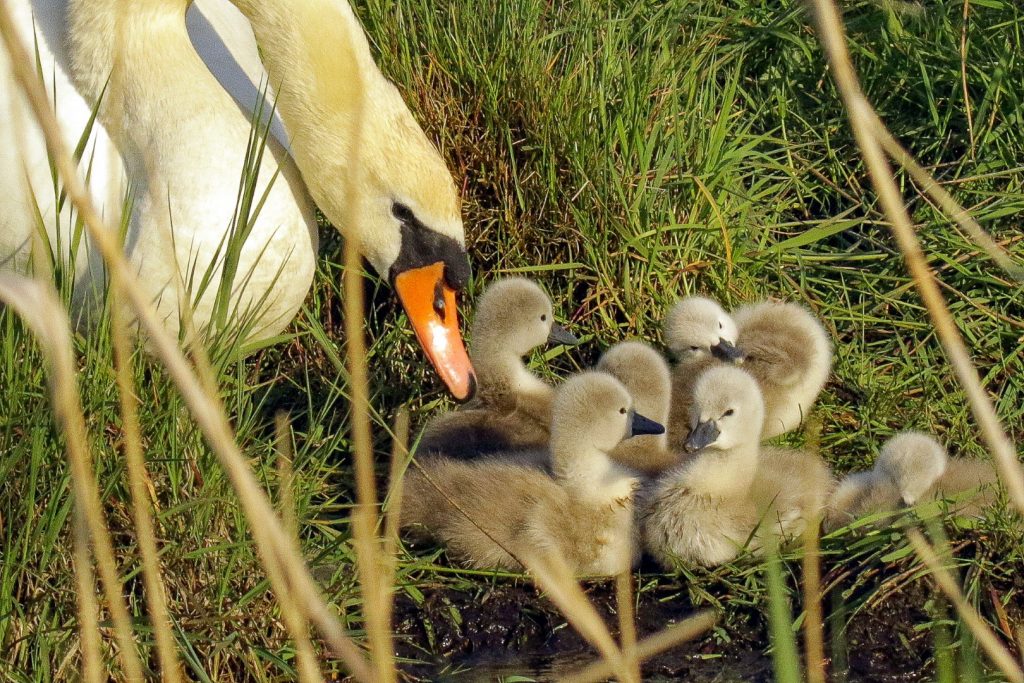 /bird_watching_ireland