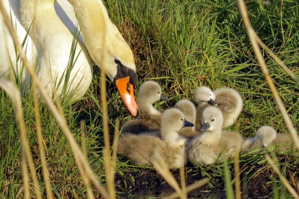 Mute Swan nudging her chicks into the water at East Coast Nature Reserve, Wickloe