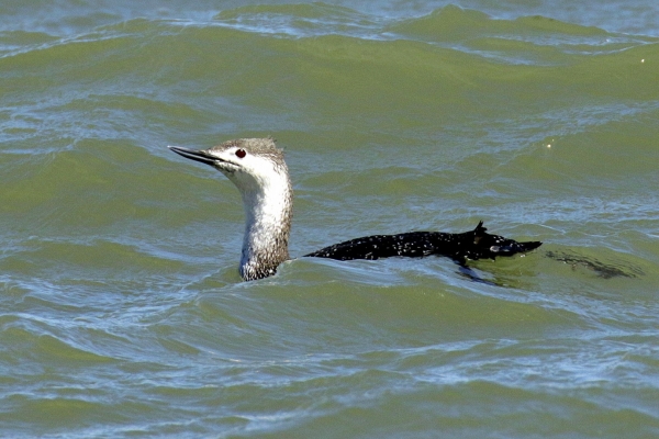 A Red Throated Diver in the Irish Seay at Newcastle, County Wicklow