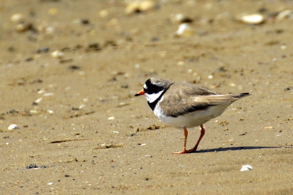 A Ringed Plover on the beach at Newcastle, County Wicklow
