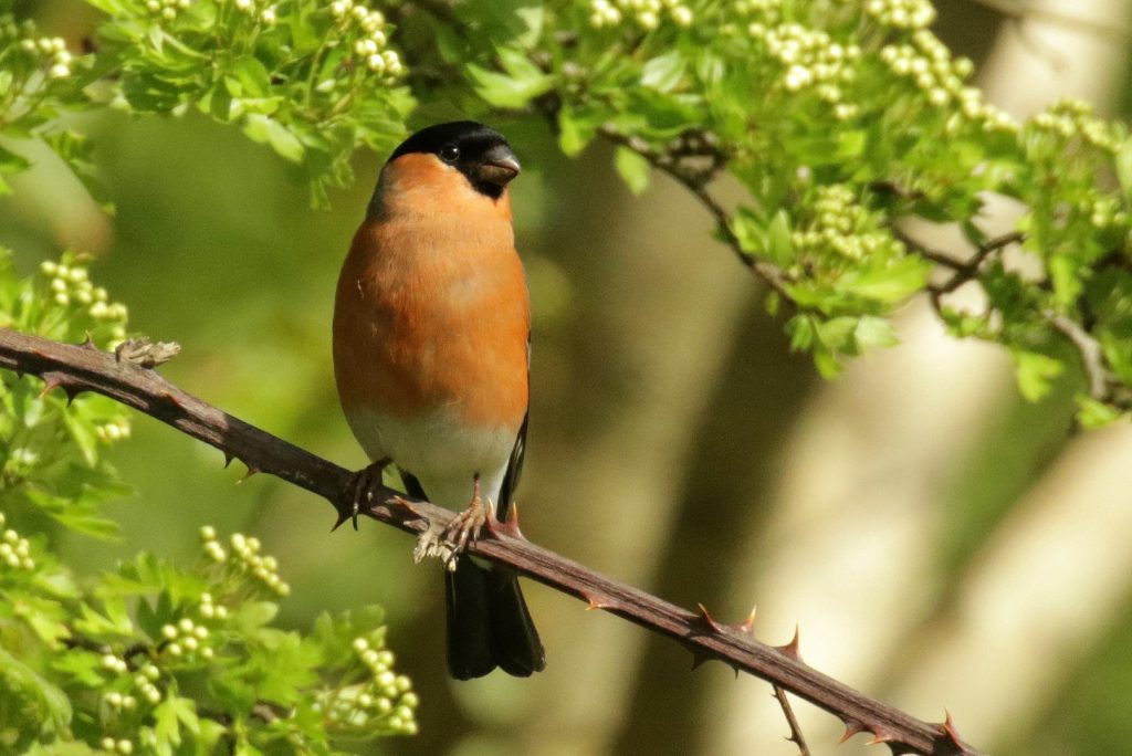 Birds Ireland