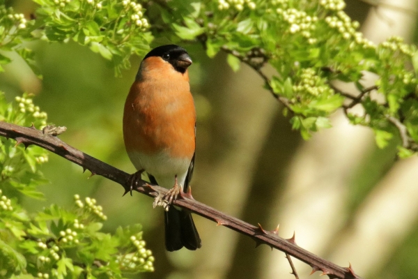 Bullfinch sitting in a tree at the East Coast Nature Reserve, Wicklow