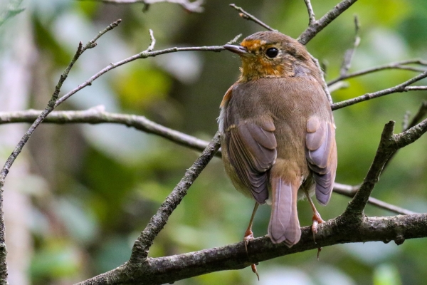 A Young Robin perched in a tree at the East Coast Nature Reserve, Wicklow