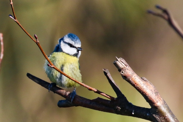 A Blue Tit in bright sunshies at the East Coast Nature Reserve, Wicklow