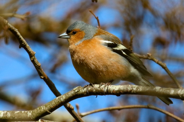 A Chaffinch in a tree at the East Coast Nature Reserve, Wicklow