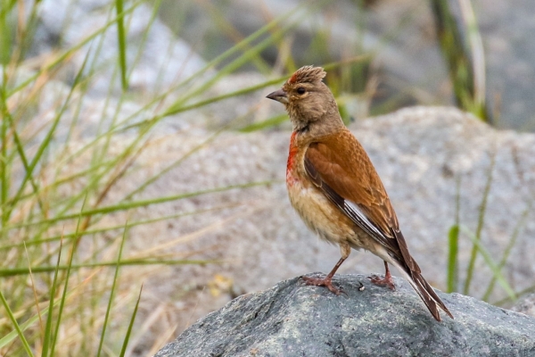 A Linnet in breeding plumage at the East Coast Nature Reserve, Wicklow