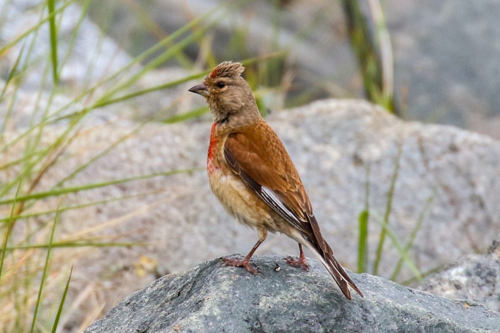bird watching Wicklow