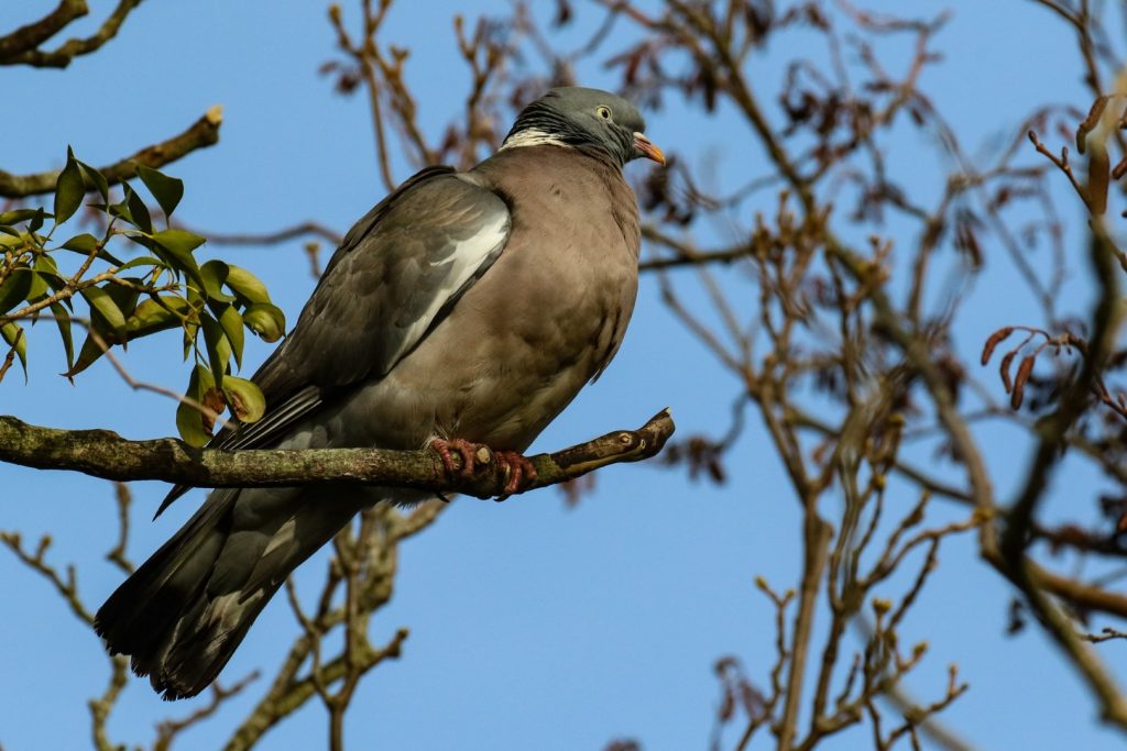 bird watching Wicklow