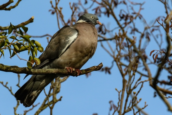 A Wood Pigeon in a tree at the East Coast Nature Reserve, Wicklow