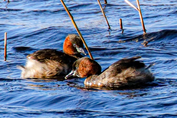 A Pair of Little Grebes at East Coast Nature Reserve, Wicklow