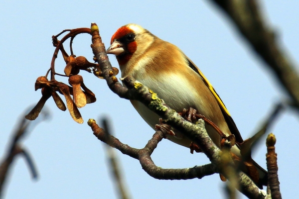 Goldfinch perched on a tree branch against a blue sky