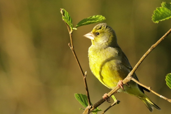 A Greenfinch on a tree branch is lit up by late afternoon sun